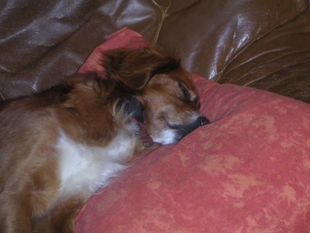mon chien